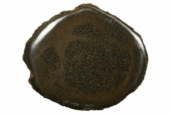 Polished Pliosaur (Stretosaurus) Bone Slab - England #316860